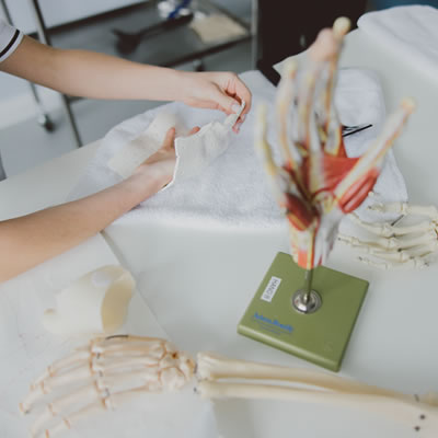 A student studying a skeleton hand