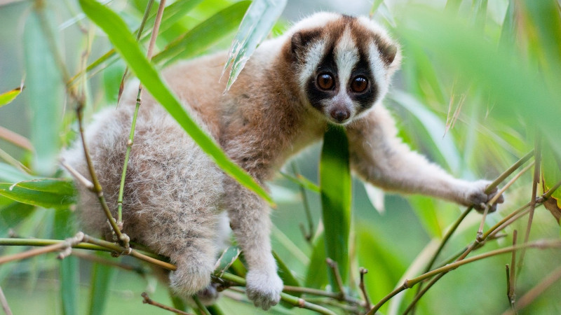 People, Plants, Primates Action Fund