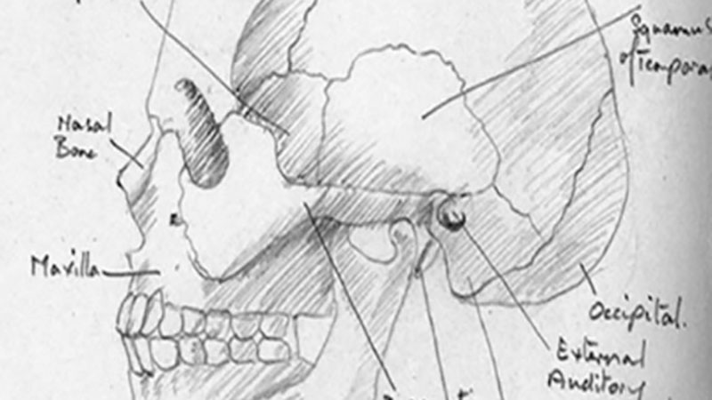 An annotated drawing of the human head, showing the bones of the skull