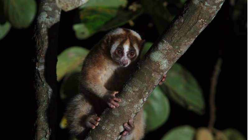 Slow loris
