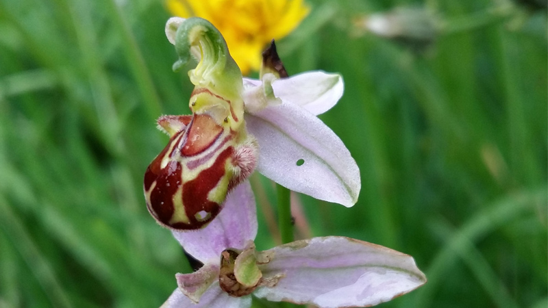 Bee Orchid