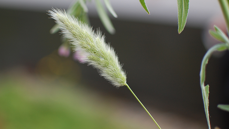 Grass
