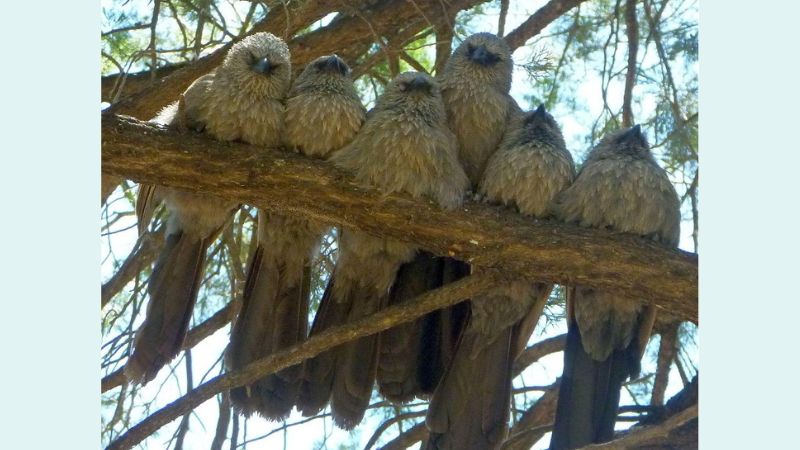Birds on a branch. Photo credit: Miya Warrington