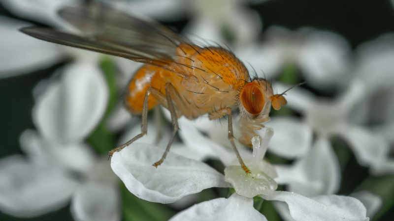 A fruit fly on a flower